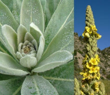 Load image into Gallery viewer, Naturals Mullein Leaf Capsules