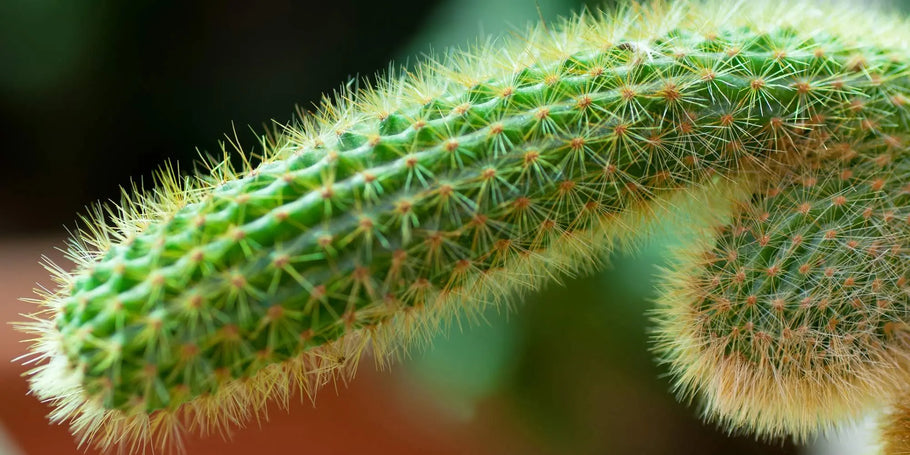7 Amazing Benefits of Tongkat Ali