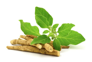 Burdock Root slices (Dr Sebi MADE Recommended) 