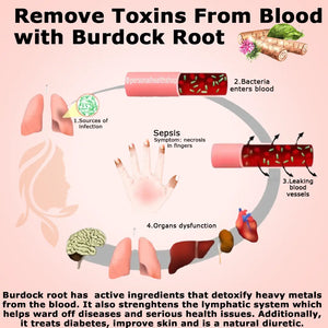 Burdock Root Capsules 