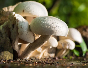 Mushroom Complex with Lion's Mane, Reishi, & Shiitake: A Powerful Blend for Immune Support & Cognitive Health 