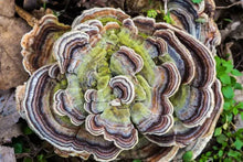 Load image into Gallery viewer, Mushroom Complex with Lion&#39;s Mane, Reishi, &amp; Shiitake: A Powerful Blend for Immune Support &amp; Cognitive Health 