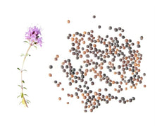 Load image into Gallery viewer, creeping thyme seeds