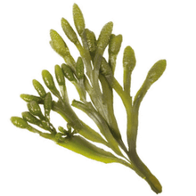 Load image into Gallery viewer, Sea Moss and Bladderwrack Capsules