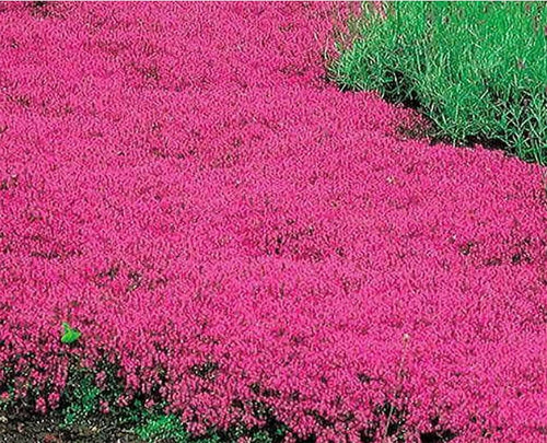 Perennial Red Creeping Thyme lawn Ground cover Seeds/ Elfin Thyme 350 seeds mothernaturesseeds34989