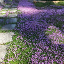 Load image into Gallery viewer, thyme ground cover